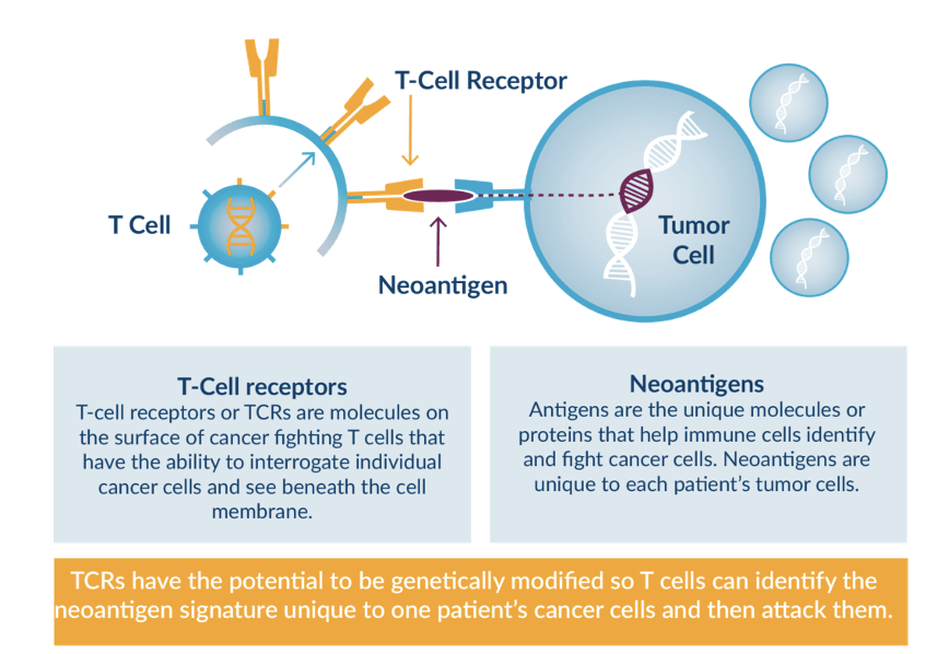 <p><span><strong>The goal of a cancer vaccine is to safely expose the patient’s immune system to tumor-specific antigens</strong> (neoantigens) to induce cytotoxic T-cell activation to enable the immune system to elicit a more effective antitumor response.</span></p>