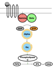 <p>1. α still activated (bound to GTP)</p><p>2. Gq signal activates Phospholipase C</p><p>3. PLC converts PIP2 → IP3 + DAG</p>