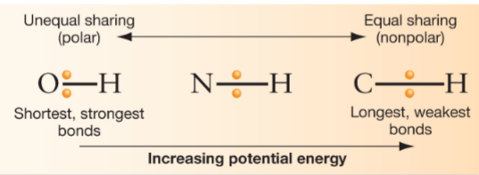 <p>A molecule’s potential to form stronger bonds is type of potential energy called</p><p>chemical energy</p>