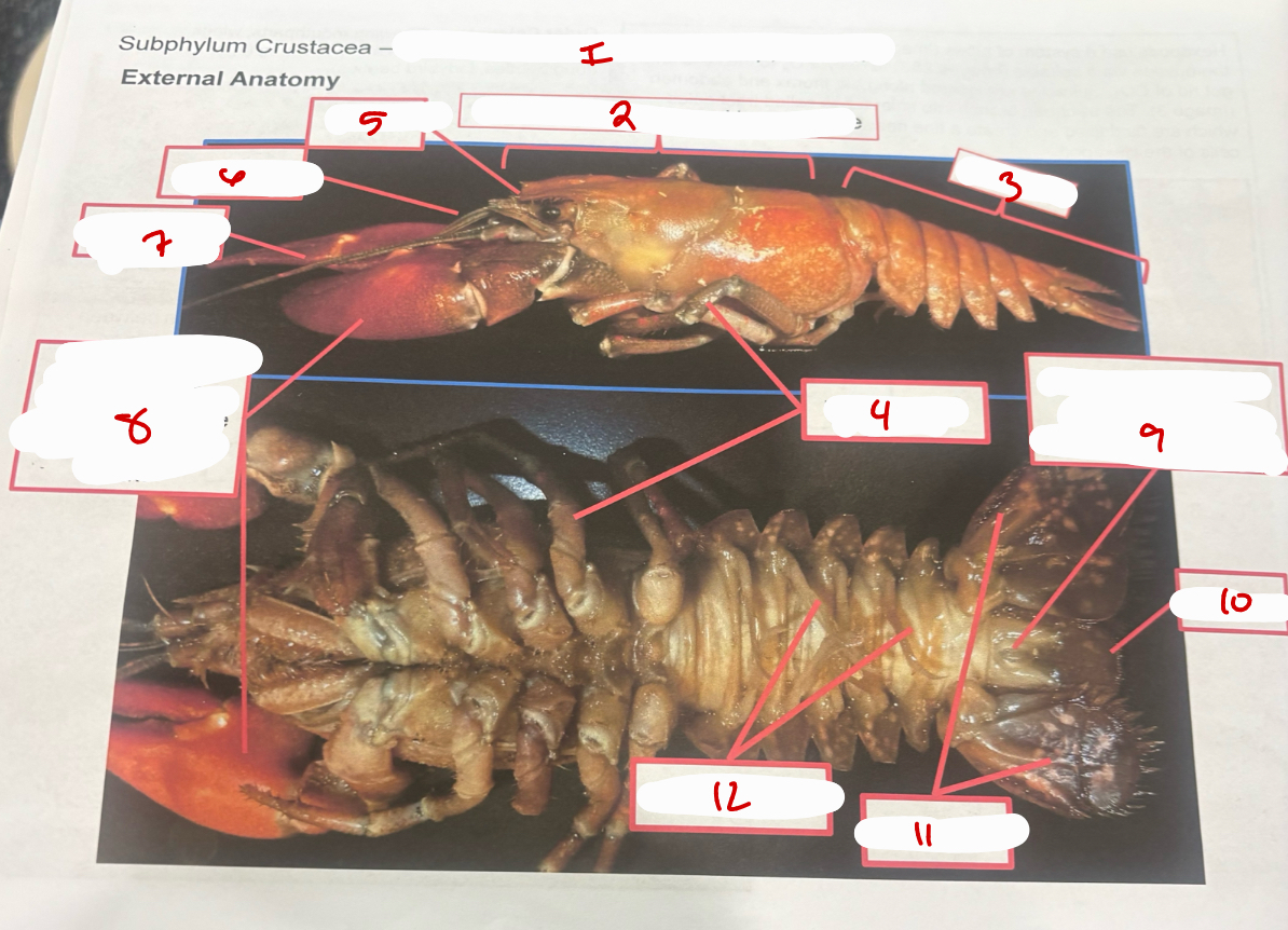 <p>Subphylum Crustacea</p>