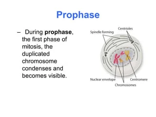 <p>Only when a cell is dividing.</p>