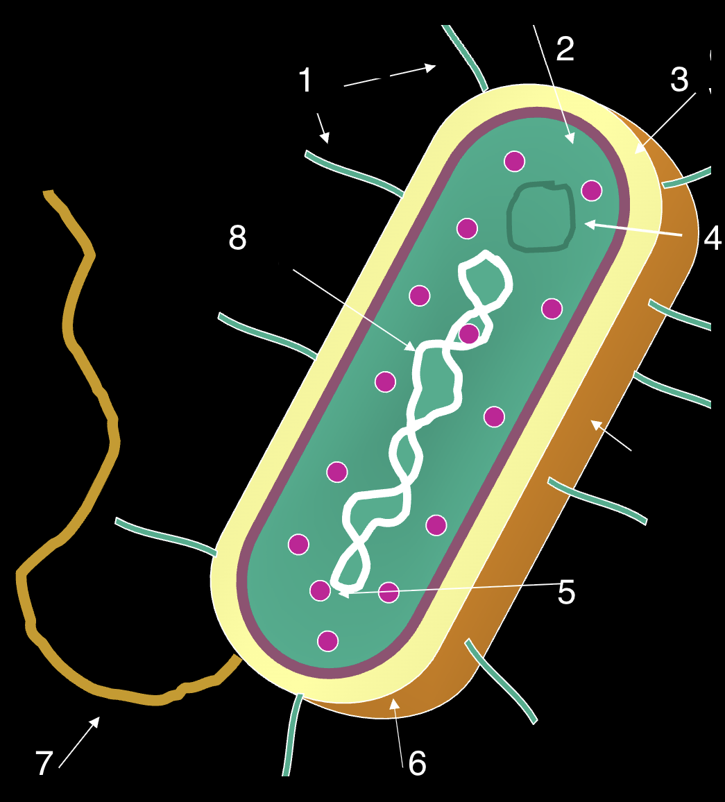<p>7</p>