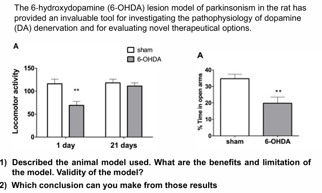 <p>6‐OHDA model</p>