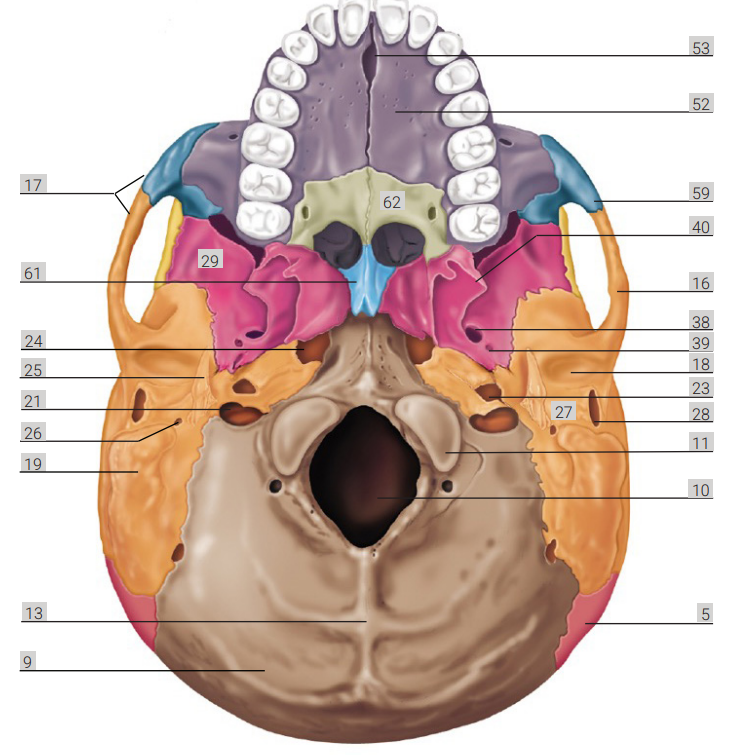 <p>label 62</p>