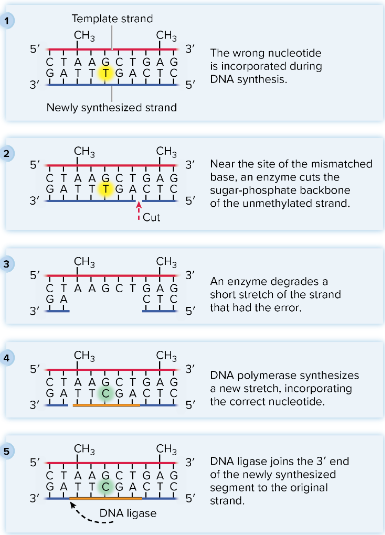 <ol><li><p>the wrong nucleotide is incorporated during DNA synthesis</p></li><li><p>near the site of the mismatched base, an enzyme cuts the sugar-phosphate backbone of the unmethylated strand </p></li><li><p>an enzyme degrades a short stretch of the strand that had the error </p></li><li><p>dna polymerase synthesizes a new stretch, incorporation the correct nucleotide </p></li><li><p>dna ligase joins the 3’ end and of the newly synthesized segments to the original strand </p></li></ol><p></p>