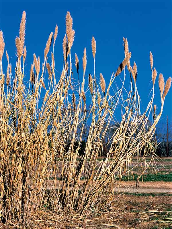 <p><br>native but when mixed with European variety leads to invasiveness, 12ft, grows in water, largest North American grass, <em>poor wet soil, full sun</em></p>