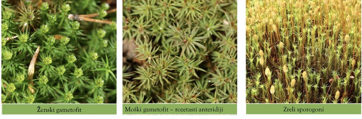 <p>Deblo poddeblo razred red vrsta</p>