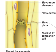 <ul><li><p>Sieve-tube elements: are alive at functional maturity, though they lack organelles. Sieve plates are the porous end walls that allow fluid to flow between cells along the sieve tube. Also prevents the movement of microbes into the phloem (fungi, other pathogens)</p></li><li><p>Each sieve-tube element has a companion cell whose nucleus and ribosomes serve both cells. </p></li></ul><p></p>