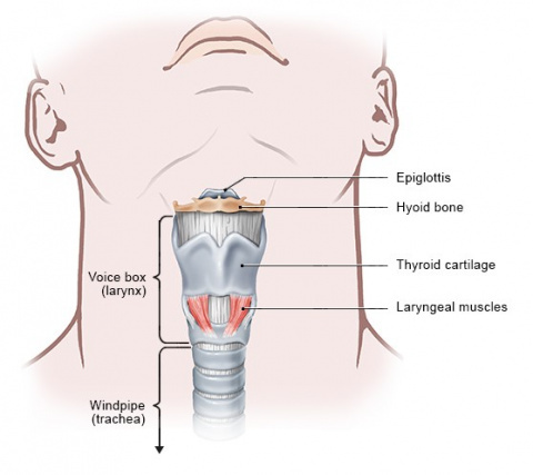 <ul><li><p>also known as thyroid cartilage </p></li></ul><p></p>