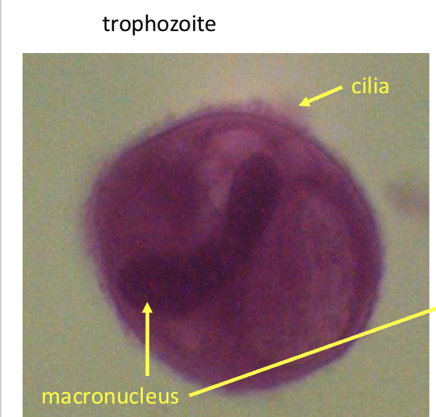 term image