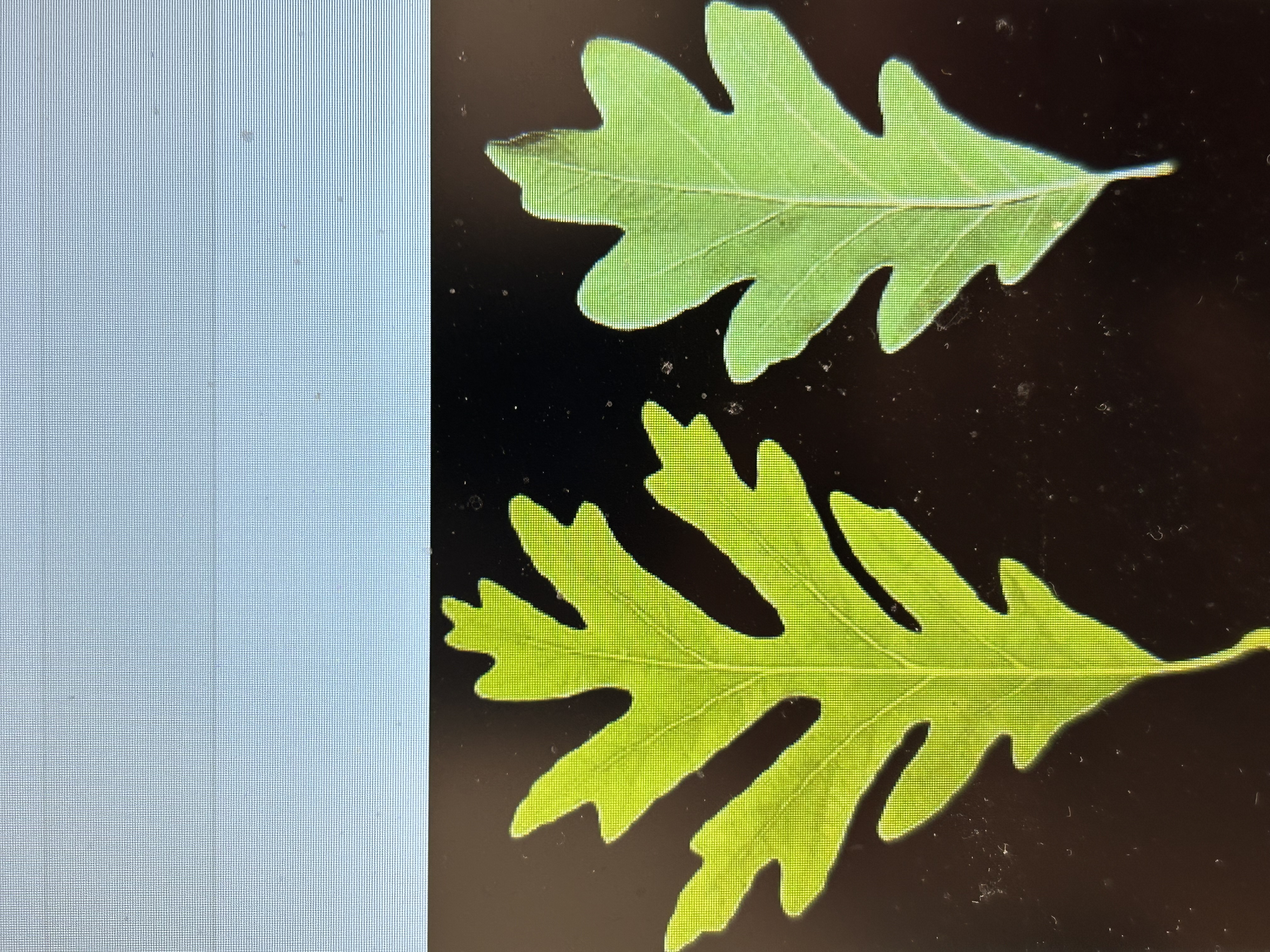 <p>White Oak</p>