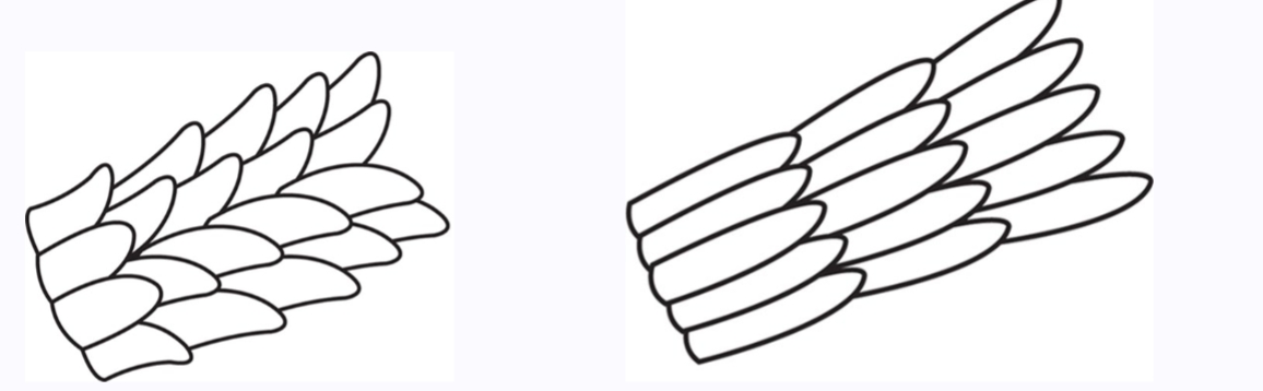 <p>"Petal-like" Scales: Generally triangular in shape, resembling petals or thorns protruding outward. </p><p>Distinctive Projection: Scales protrude outward from the hair shaft creating a unique three-dimensional structure</p><p>Spinous scale patterns are never found in human hair. </p>