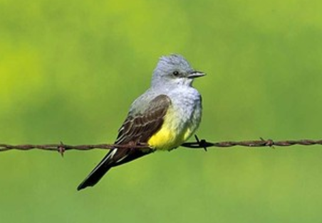 <p>Order: Passeriformes<br>Family: Tyrannidae</p>