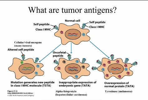 <p>Immune System + Cancer</p>