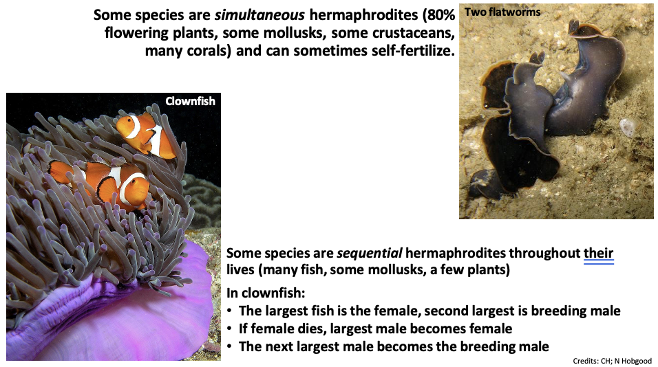 <ul><li><p>Some species are simultaneous hermaphrodites (80% flowering plants, some mollusks, some crustaceans, many corals) and can sometimes self-fertilize.</p></li><li><p><span>Some species are <em>sequential </em>hermaphrodites throughout their lives (many fish, some mollusks, a few plants)</span></p><ul><li><p><span>In clownfish:</span></p><ul><li><p><span>The largest fish is the female, the second largest is the breeding male</span></p></li><li><p><span>If a female dies, the largest male becomes female</span></p></li><li><p><span>The next largest male becomes the breeding male</span></p></li></ul></li></ul></li></ul><p></p>