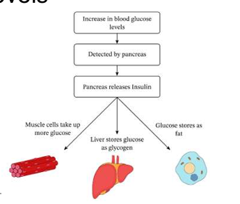 <p>Glucagon increases blood glucose levels</p>