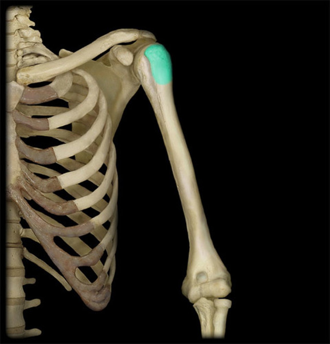<p>-Large lateral prominence; site of the attachment of rotator cuff muscles</p>