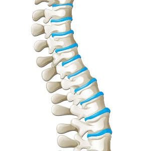 <p>Identify the structures in blue and what they are composed of.</p>