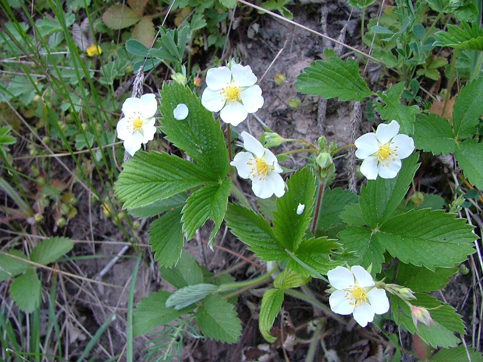 <p><span style="background-color: rgba(0, 0, 0, 0); line-height: 27px;">Klasa <strong>TRIFOLIO-GERANIETEA </strong></span>związek <strong>Ciepłolubne okrajki</strong></p>