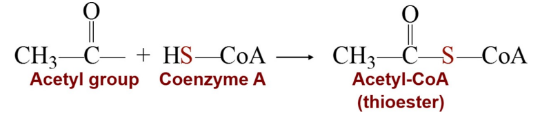 <ul><li><p>is to prepare small acyl groups (represented by the letter A in the name), such as acetyl, for reactions with enzymes.</p></li><li><p>The thiol group ( SH) -- bonds to a two-carbon acetyl group to produce the energy-rich thioester acetyl-CoA</p></li></ul><p></p>