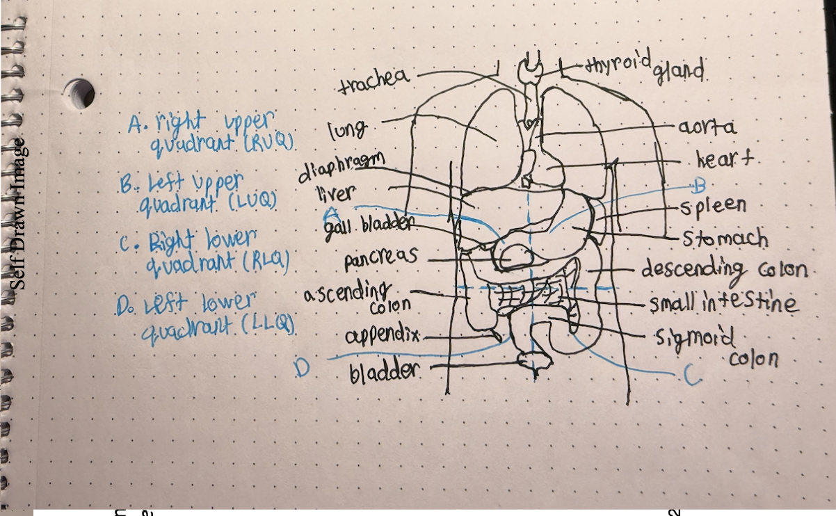 knowt flashcard image