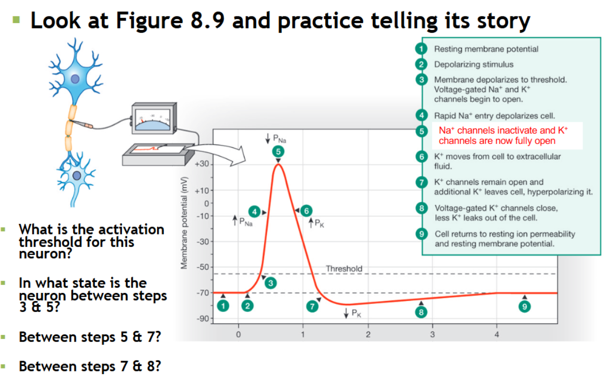 <p>Action Potentials: The all-or-none signals generated by neurons</p>