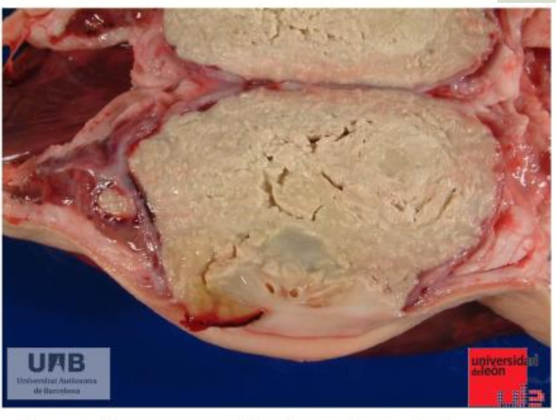 <p>Ceseating, necrotic lymph nodes in a sheed</p>