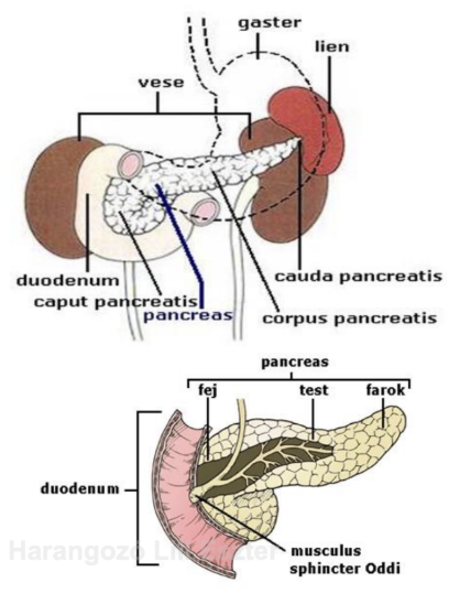 <ul><li><p style="text-align: justify;"><span style="background-color: transparent;"><em>Pancreas</em></span></p></li><li><p style="text-align: justify;"><span style="background-color: transparent;">Patkóbéltől a lépig húzódik</span></p></li><li><p style="text-align: justify;"><span style="background-color: transparent;"><strong>12-14 cm</strong> hosszú</span></p></li><li><p style="text-align: justify;"><span style="background-color: transparent;">Hashártya mögött, hátsó hasfalhoz rögzítve</span></p></li><li><p style="text-align: justify;"><span style="background-color: transparent;">Részei: fej, test, farok</span></p></li><li><p style="text-align: justify;"><span style="background-color: transparent;"><strong>Kettős elválasztású mirigy</strong>: külső (hasnyálat termel), belső (hormonokat termel)</span></p></li></ul><p></p>