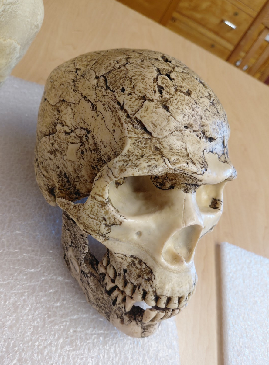 <p>Homo sapiens!</p><p></p><p>Distinguishing Features:</p><p>- Mental eminence (chin)<br>- Parabolic dental arcade<br>- Lack of post-orbital constriction <br>- Lack of prognathism (flat face)<br>- Encephalization (large brain)</p>