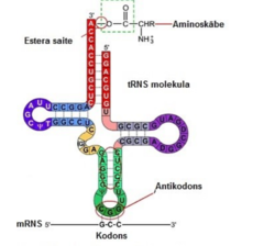 <p>RNS pavediens izlocījies otrējā struktūrā, kas saistās ar aminoskābi un pienes to polipeptīda pavedienam.</p><p>Katra tRNS satur trīs nukleotīdu secību - antikodonu, kas ir komplementārs atbilstošajam mRNS kodonam.</p><p>Aminoskābe + tRNS = aminoacil-tRNS.</p><p>Aminoskābes un tRNS saistīšanos nodrošina aminoacil-tRNS-sintetāze.</p>