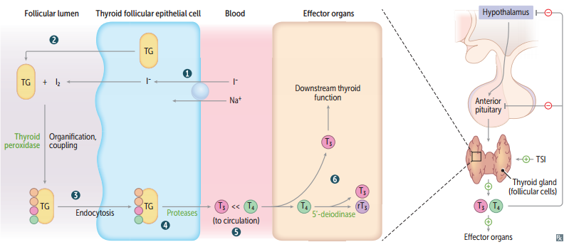 <p>↑ ↑ Estrogen → ↑ TBG → transient ↓ free T3/T4 → ↑ TSH → ↑ thyroid hormone production until free T3/T4 normalize (without causing hyperthyroidism)</p><p><strong><u>Result</u></strong>: ↑ bound and total T3/T4, but normal free T3/T4 and TSH.</p>