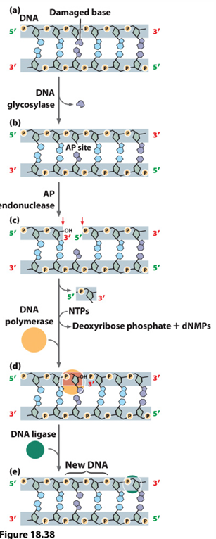 <p>Removes modified bases</p><p>Glycosylases bases recognize and remove defective resulting in an AP site</p><p>Then AP endonuclease cleaves the phosphodiester bond next to the missing base (causes a nick) and then removes the rest of the nucleotide </p><p>DNA polymerase fills in the gap, DNA ligase seals the nick</p>