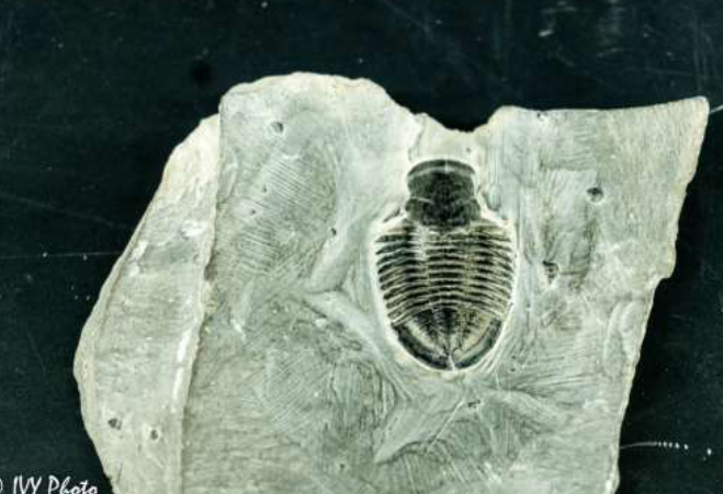 <p>identify the subphylum and name</p>