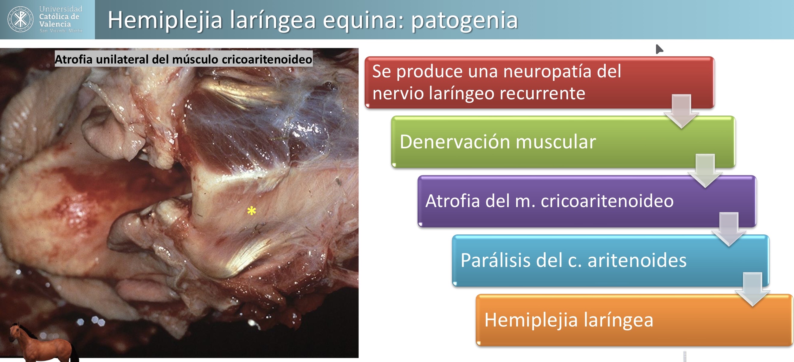 <p>RESPIRATORIO: Hemiplejia laringea equina </p><p>Enfermedad neurologica, progresiva. Más frecuente y grave en el izquierdo, causa ruidos respiratorios e intolerancia al ejercicio </p>