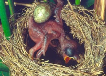 <p>birds that lay their eggs in the nest of another species</p>