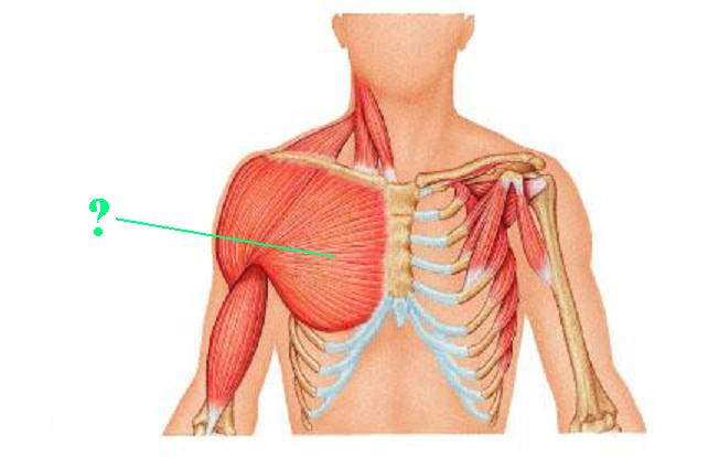 <p>Identify the indicated muscle</p>