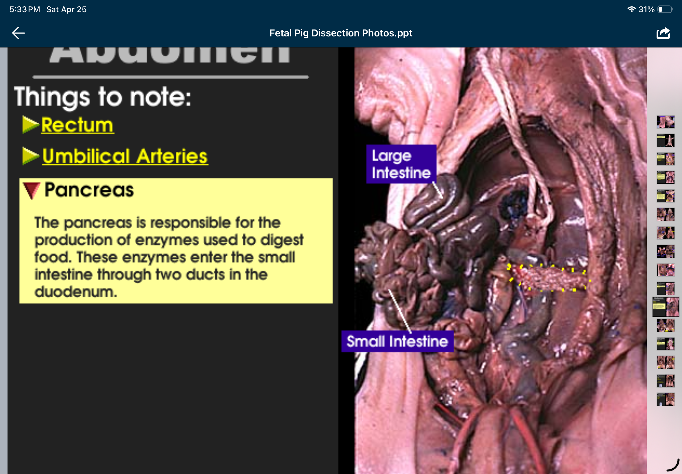 knowt flashcard image
