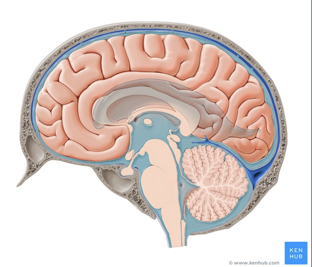 <p>Clear fluid that surrounds the <strong>BRAIN and SPINAL CORD.</strong></p>