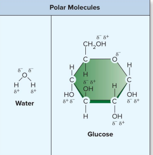 <p>Polar molecules </p>
