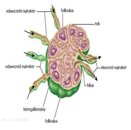 <ul><li><p style="text-align: justify;"><span><strong>Elhelyezkedése</strong></span><span style="background-color: transparent;">: általában </span><span><strong><em>felületesen</em></strong></span><span style="background-color: transparent;">, </span><span><strong><em>egy-egy testtájék</em></strong></span><span style="background-color: transparent;"> (vagy zsiger) </span><span><strong><em>határán</em></strong></span><span style="background-color: transparent;"> található a nyirokerek útjába iktatva</span></p></li><li><p style="text-align: justify;"><span><strong>Jellemzői</strong></span><span style="background-color: transparent;">:</span></p><ul><li><p style="text-align: justify;"><span style="background-color: transparent;">Bab alakú , kb. <strong>2 mm-2 cm</strong> nagyságú</span></p></li><li><p style="text-align: justify;"><span style="background-color: transparent;">Kötőszövetes tok veszi körül</span></p></li><li><p style="text-align: justify;"><span style="background-color: transparent;">Szerkezete:</span></p><ul><li><p style="text-align: justify;"><span style="background-color: transparent;">Kéregállomány: nyiroktüszők/nyirokfolliculusok → lymphocyta képzése</span></p></li><li><p style="text-align: justify;"><span style="background-color: transparent;">Velőállomány: tágult sinusok, RES, fagocitáló sejtek</span></p></li></ul></li><li><p style="text-align: justify;"><span style="background-color: transparent;">Domború oldalán lépnek be a nyirokerek (vas afferens)</span></p></li><li><p style="text-align: justify;"><span style="background-color: transparent;">Homorú oldolán (hilus) lépnek ki a nyirokerek</span></p></li></ul></li></ul><ul><li><p style="text-align: justify;"><span><strong>Működése</strong></span></p><ul><li><p style="text-align: justify;"><span style="background-color: transparent;">Lymphocytatermelés (egy része a nyirokáramba kerül)</span></p></li><li><p style="text-align: justify;"><span style="background-color: transparent;">Védekező működés → fagocitosis: kórokózók, sejttörmelék eltávolítása; fehérje-anyagcsere</span></p></li><li><p style="text-align: justify;"><span style="background-color: transparent;">Részt vesznek a vörösvérsejt lebontásában és képzésében</span></p></li></ul></li></ul><p></p>