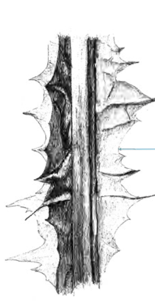 <ul><li><p>structural attachment type</p></li></ul><p></p>