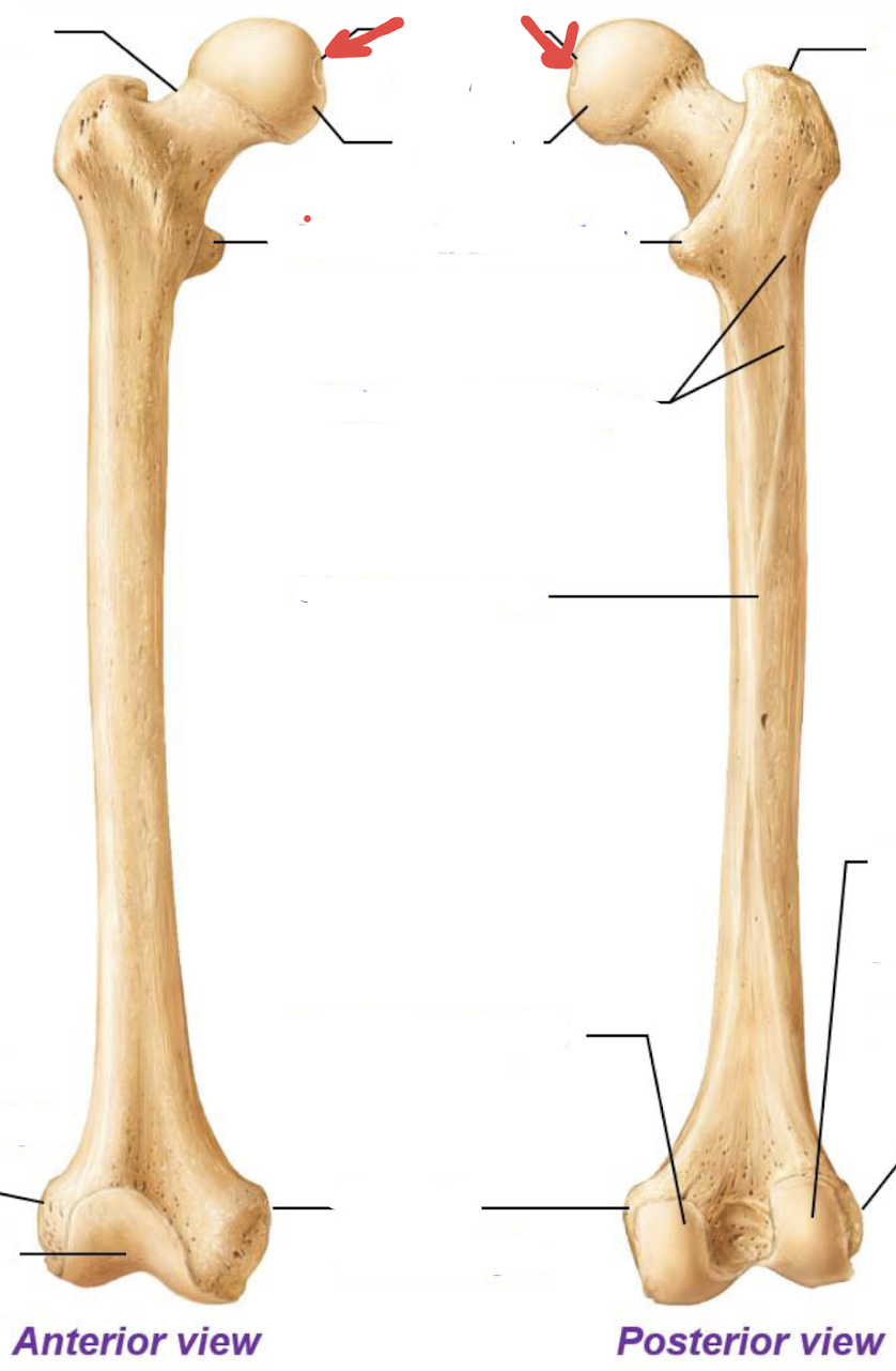 <p>what is this part of the femur?</p>