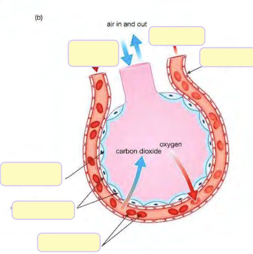 <p><span style="background-color: transparent;">Label this part of alveoli</span></p>