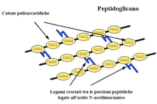 <p>L’effetto battericida non dipende dal fatto che gli antibiotici bloccano la sintesi del peptidoglicano, ma dall’attivazione di enzimi autolitici (autolisine):</p><ul><li><p>Questi enzimi formano una breccia nella parete cellulare, e siccome la sintesi del peptidoglicano è bloccata, si forma una breccia nella parete cellulare che porta alla lisi osmotica del batterio</p></li><li><p>Alcuni batteri come lo Streptococcus pneumoniae, può mutare e rendere inefficace l’attivazione di autolisine </p><ul><li><p>Si osserva così tolleranza agli antibiotici che bloccano la sintesi del peptidoglicano</p></li><li><p>In questo caso non abbiamo azione battericida, ma il blocco della sintesi del peptidoglicano determina l’arresto della crescita e divisione cellulare batterica</p></li></ul></li></ul><p></p>