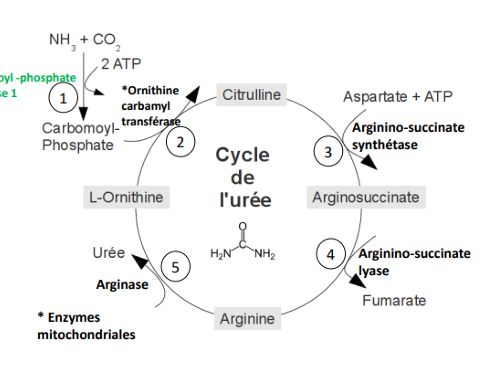 <p>D’où vient l’aspartate dans cette réaction ?</p>