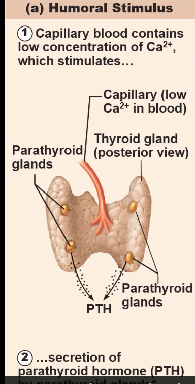 <ul><li><p>refers to some factor in the blood that stimulates or inhibits the secretion of hormones<br>- could be blood calcium or blood glucose concentrations<br>- non signaling molecule</p></li><li><p>the molecules either stimulate or inhibit the secretion of a hormone by the gland</p></li></ul><p></p>