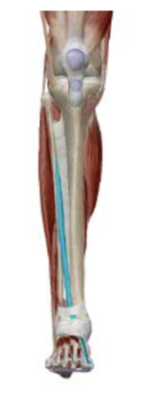 <p>What is the muscle name, its origin, its insertion, its action, and its innervation?</p>