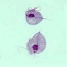 <p>Identify the organism</p>