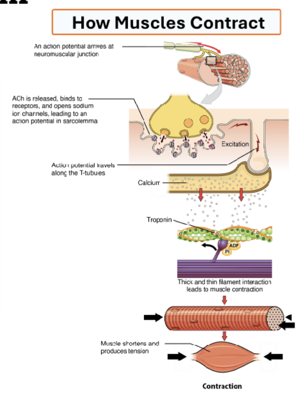 <ol><li><p>Nervous system generates action potential </p></li><li><p>Signal travels through motor neurons to neuromuscular junction </p></li><li><p>Acetylcholine released into the synaptic cleft </p></li><li><p>Calcium ions released into synaptic cleft </p></li><li><p>Actin and myosin slide over each other using ATP</p></li><li><p>Muscle contracts as signal diminishes </p></li></ol><p></p>