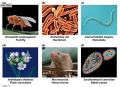 <p>Organisms used in genetic studies that are easy to grow, have short life cycles, and produce many offspring.</p>